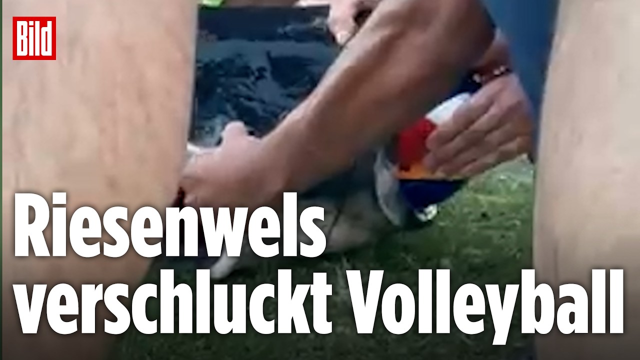 Fisch aus Notlage befreit: Riesiger Wels verschluckt Volleyball