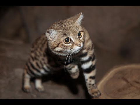 Black-Footed Cats Hunt and Play