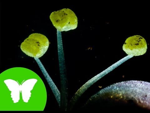 La Eduteca - La reproducción sexual de las plantas