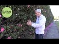 Burke S Backyard How To Plant A Hedge