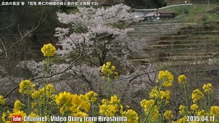 preview picture of video '広島の風景2015春 花見「井仁の棚田の桜と菜の花 ２回目1/2」04.11 Scenery of Hiroshima Spring,Cherry Blossom viewing,Ini Tanada'