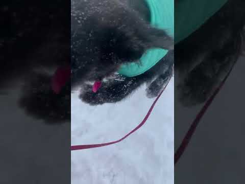 Lady Playing in Snow in Winner, SD