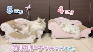 8kgと4kgが同じサイズのベッドに寝たらw