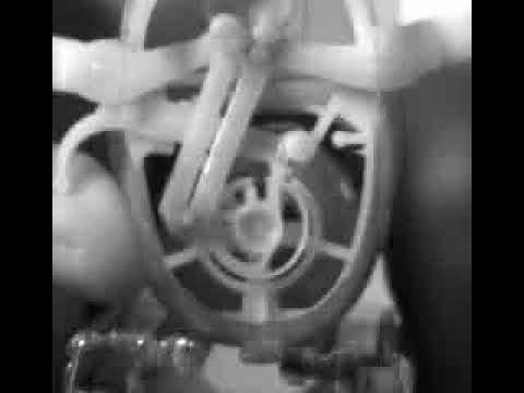 My little friend - Bird.