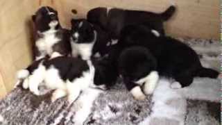 preview picture of video 'Akita puppies | of Blackamerican'