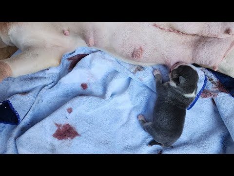 AMERICAN BULLY PUPPY CAPONE X BLANCA 1LB 3.5 OUNCES AT BIRTH THAT'S A BIG BOY