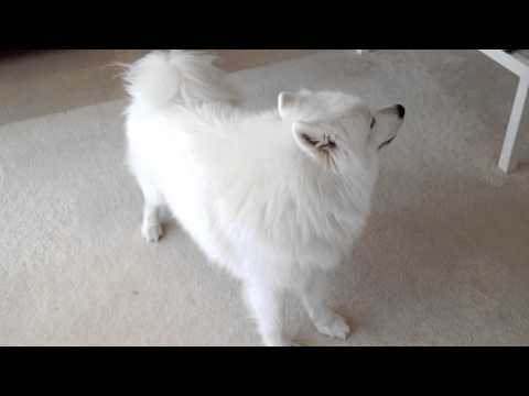 Samoyed singing again and again