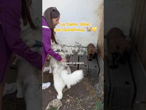 J’espere que Sept comprendra les codes de Toun 🐕💛 #chien #husky #malinois