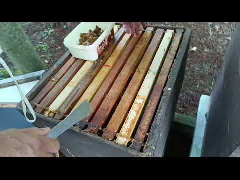 Letimični pogled u zajednice i usputno sakupljanje propolisa