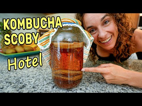 How to Make a Kombucha SCOBY HOTEL 😍 (easy method)
