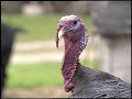 Some VideoTraxx Animal Footage From Signing Time Leah S Farm