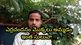 ఎర్రచందనం మొక్కలు అమ్మడం ఇంత సులువా!!!!!How to sell Red Sandle and Sandle Wood Plants