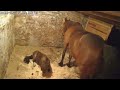 Brutal Horse Fart