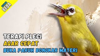 Download lagu Terapi Pleci Agar Bongkar Materi Pancingan Pleci Cepat Bupa Paruh mp3 Download lagu Terapi Pleci Agar Bongkar Materi Pancingan Pleci Cepat Bupa Paruh mp3