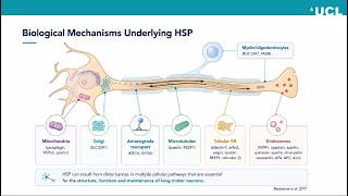 UK HSP Support Group 2026: Re-thinking HSP, a comprehensive Genomic and Clinical approach