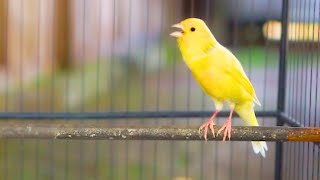 Download lagu PANCINGAN Kenari GACOR PANJANG Cuit CUIT EMOSI ini AMPUH utk MASTERAN Kenari PAUD belajar BUNYI |342 mp3