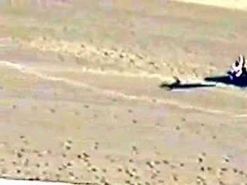 Eight Belles - Kentucky Derby Collapse and Death