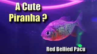 Is this a Cutest Piranha?  🐠✨  Red Bellied Pacu |The Vegetarian Piranha
