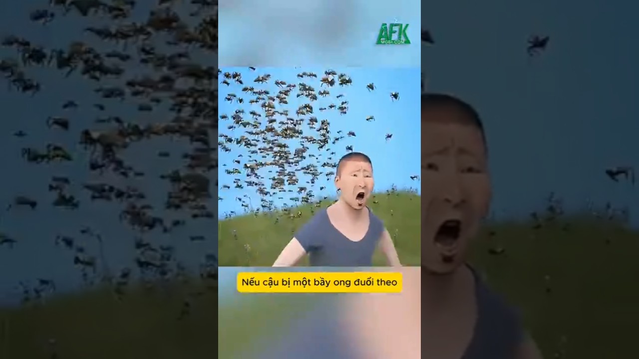 Bị bầy ong dí phải làm sao?