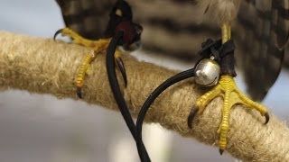 How to Make Para-Cord Jesses and Leashes