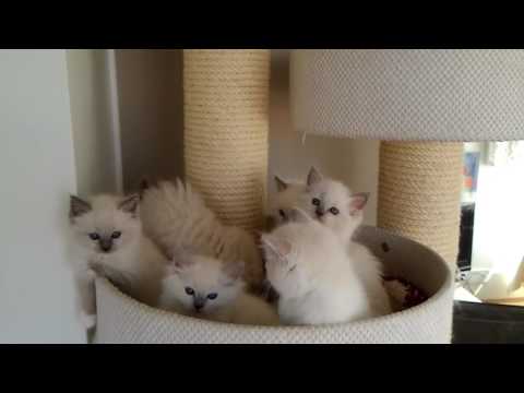 Aijaicats Glorious Gayan ja Cats JM Ice-Kiss ihanat sinisimmut 6 viikkoa. 3 poikaa ja 3 tyttöä...