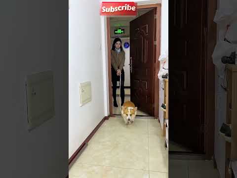 Озорной пес принес своему хозяину милый сюрприз 😍❤️#shorts