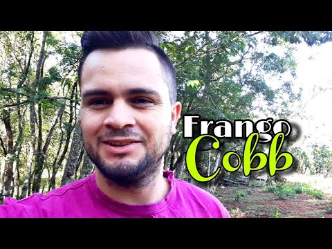 , title : 'FRANGO COBB - DIFERENCIANDO RAÇAS'