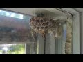 Yellow Jackets Starting Their Nest in Customers Window in Bayville, NJ