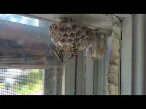 Yellow Jackets Starting Their Nest in Customers Window in Bayville, NJ