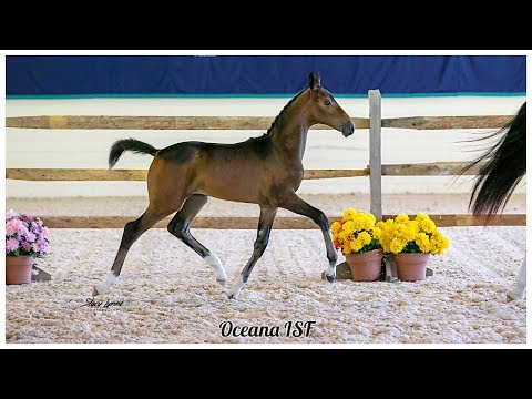 Oceana ISF, KWPN-NA Keuring 2019