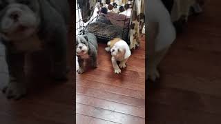 Video preview image #2 English Bulldog Puppy For Sale in BAYVILLE, NJ, USA