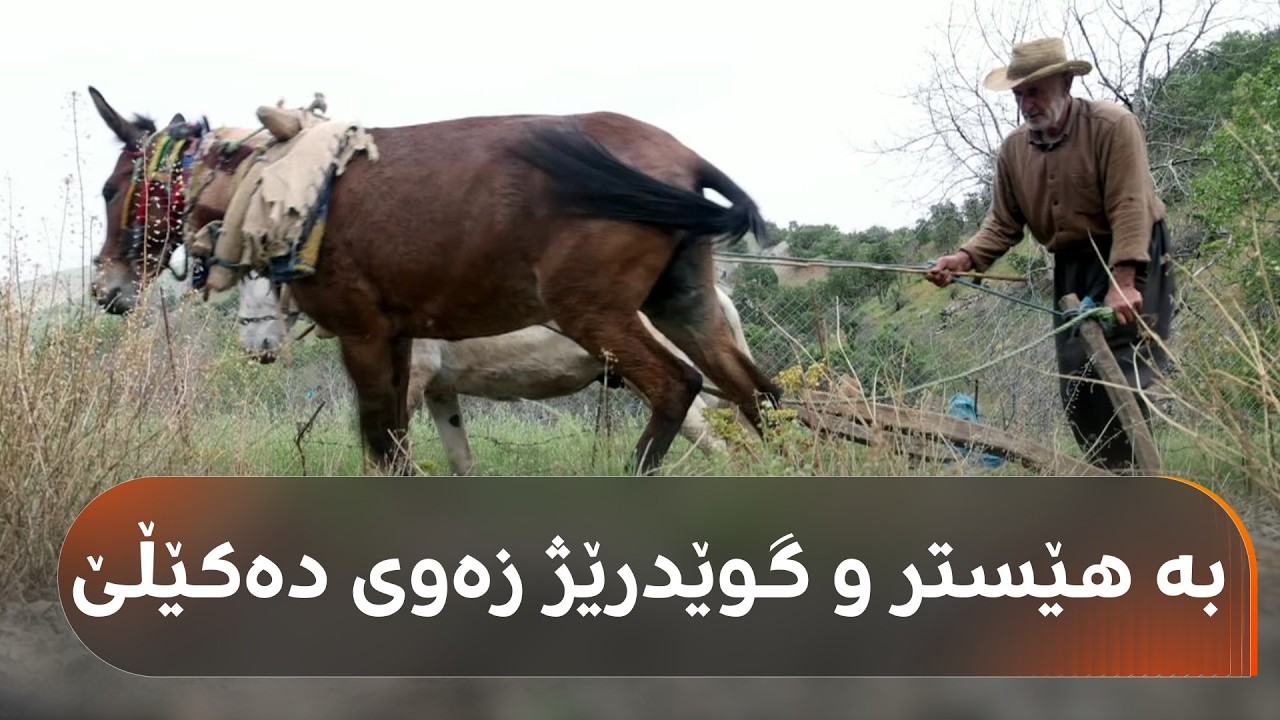 ڤیدیۆ | لە ناوچەیەکی شارباژێڕ جووتیارێکی 60 ساڵان بە هێستر و گوێدرێژ زەوی دەکێڵێ: بۆ خاکەکە باشترە