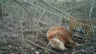 Yikes! Video shows hungry wild Siberian tiger feeding on an ox