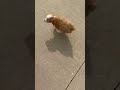 Mixed Breed dogs for sale: Blondie - Video 1