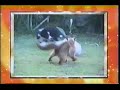 AFV S18E05 Honorable Mentions 4 3 ABC November 4 2007