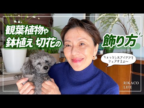 チューリップの装飾: 最も美しいアイデア 植物