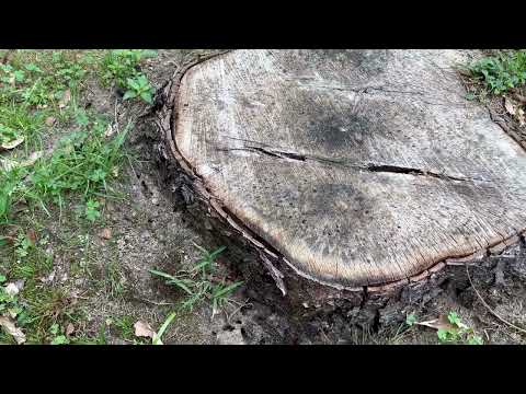 Carpenters Ants Found in the Tree Stumps in Rumson, NJ