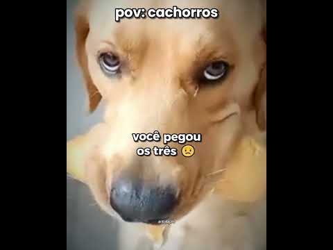 as pérolas de cachorro kkkk l #cachorro #engraçado #shorts