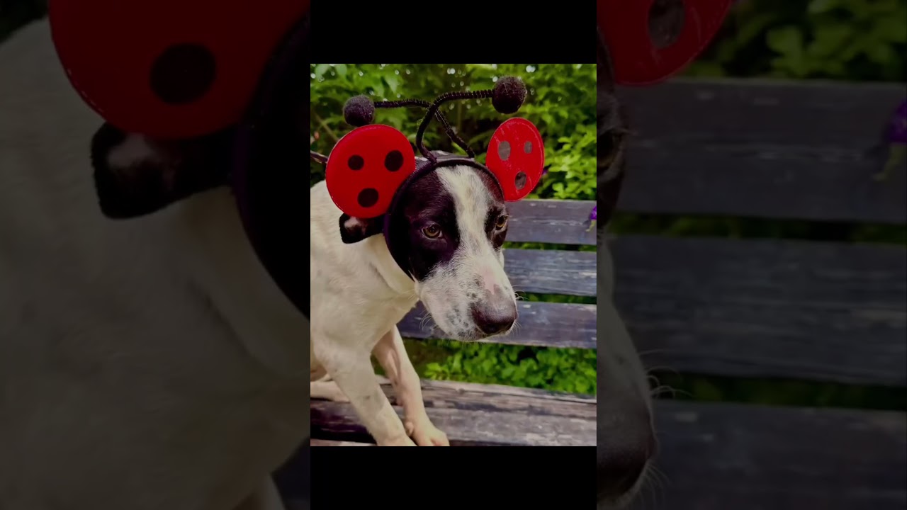 Enlarge Peggy, a Adoptable mixed breed in Nashua, NH video 6/6