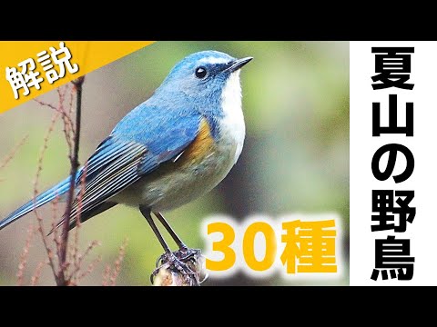 赤い頬、足、尻、くちばしを持つ明るい緑色の鳥