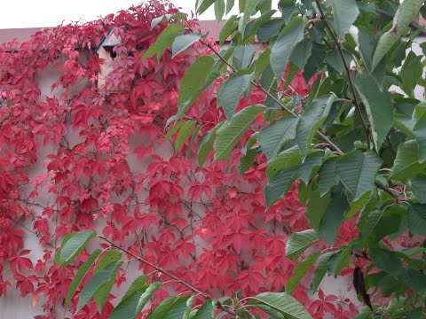 Kerítés és fal befuttatása gyorsan és ingyen - vadszőlő