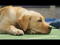 It S A Ruff Game Puppy Bowl