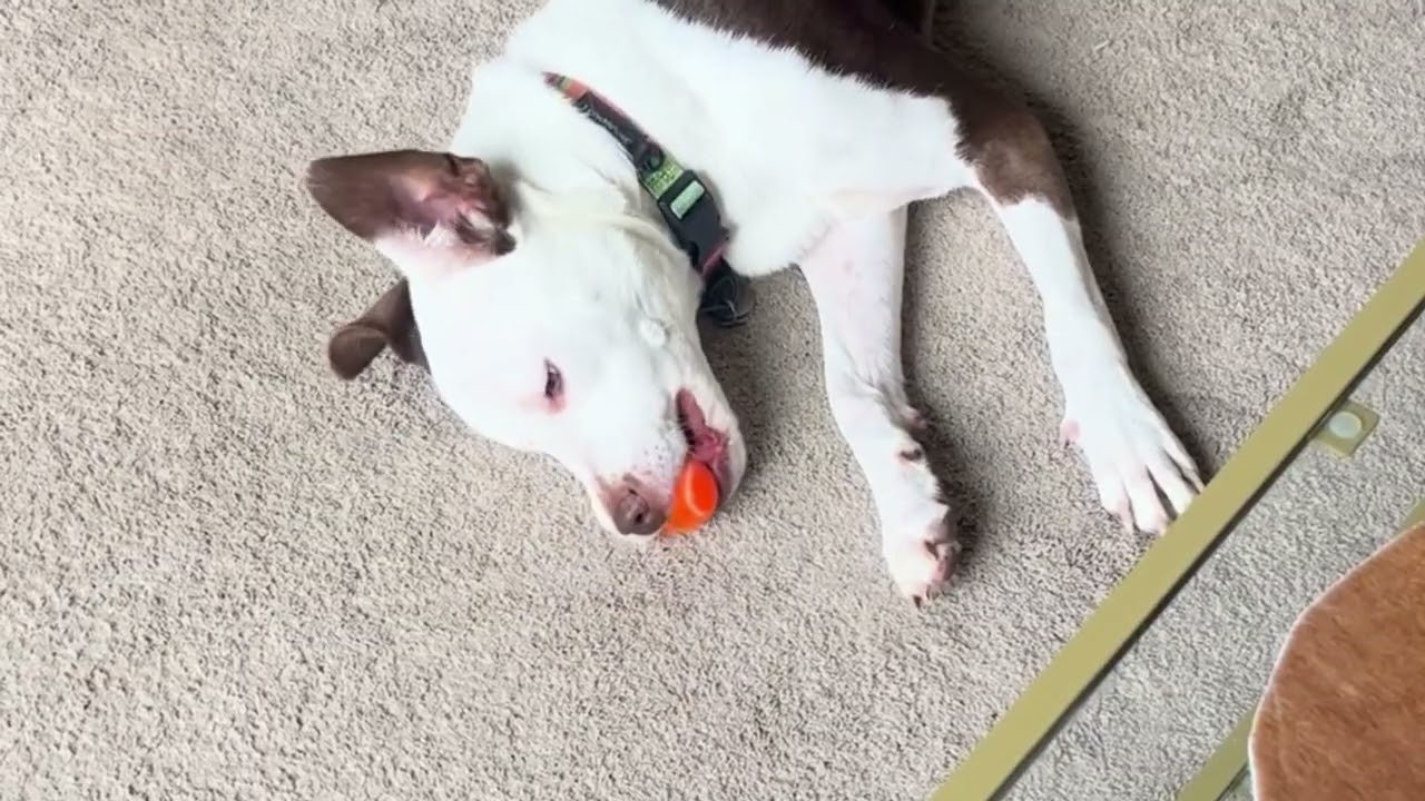 Enlarge Bruiser, a Adoptable mixed breed in Dallas, TX video 6/6