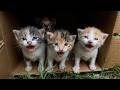 20 Days Old Orphan Kitten Rescue Before And After Whole Story