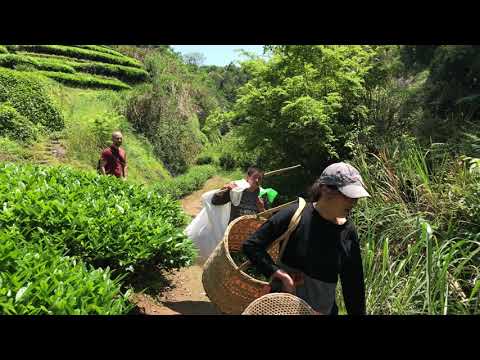 Teaszedők - útban a Ma Tou Yan sziklacsoporthoz