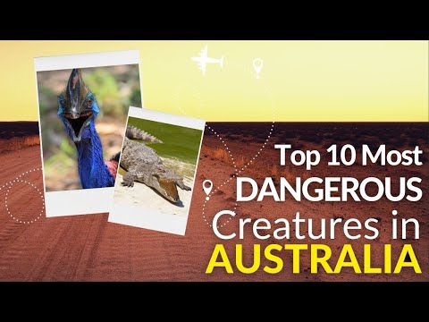 Top 10 of Australia's Most Dangerous Creatures