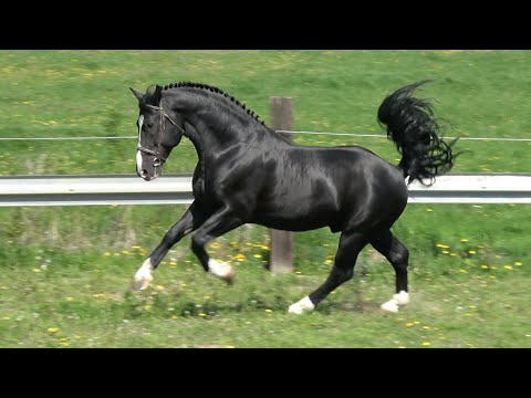 To nie ogiery to luksusowe maszyny! Atut AP i Iron