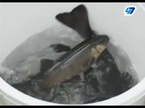 Под приозерском на Александре Кержакове опробовали новый способ борьбы с браконьерством