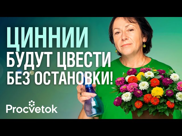ЦИННИЯ: ОТ СЕМЯН ДО ШИКАРНОГО ЦВЕТЕНИЯ! Эффектный цветок для вашего сада