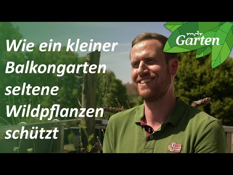 Balkon als Heimat für seltene Wildpflanzen | MDR Garten